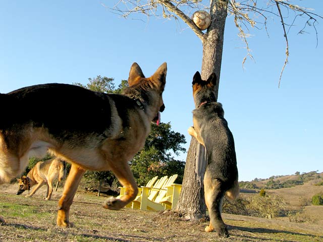 Three Legged German Shepherds Tree a Soccer Ball