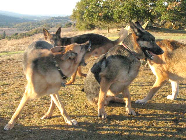 Three Legged German Shepherd Smackdown