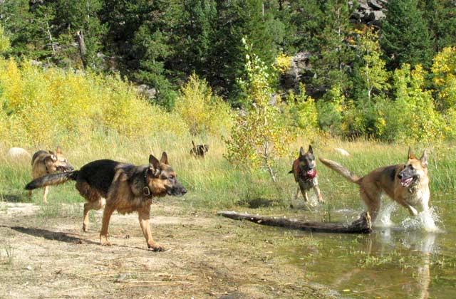 Thankful Three Legged Shepherds