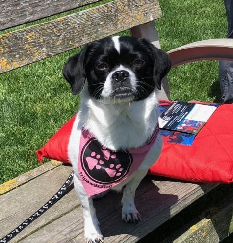 Tripawds bandanna gift