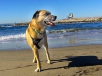 Three Legged Dog Maximutt in Newport Beach