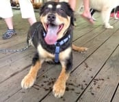 2017 Tripawds Party Richmond Virginia