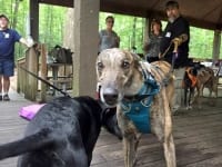 2017 Tripawds Party Richmond Virginia