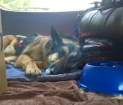 2017 Tripawds Party Richmond Virginia