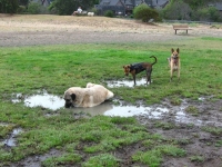 Tripawds Play in Mud