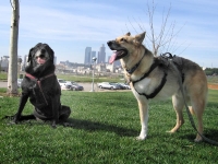 Jerry and Sami, a 14 year old tripawd