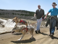 Three Legged Sled Dogs Calpurnia and Jerry