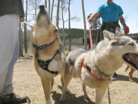 Jerry howls at six-legged dog party with Calpurnia