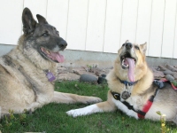 Jerry meets Eisen at his Colorado home in for a six legged dog party