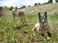 Three Legged Dogs Jerry and Eisen play at Williams Creek Reservoir