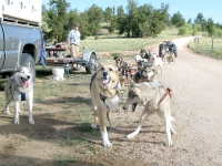 Jerry and Calpurnia lead Odaroloc sled dog team training