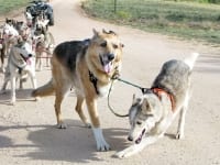 Jerry and Calpurnia lead Odaroloc sled dog team training