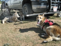 Jerry and Calpurnia rest with the Odaroloc Sled Dogs