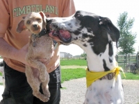 Tripawds Big and Small Athena and Pivot