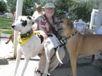 Three Legged Great Dane Stella Sitting Pretty at Tripawds Party