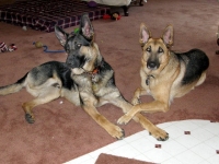 Codie Rae and Wyatt Ray Dog resting holding paws after long walk