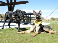 Wyatt meets Paris aka Tripawds member Gineej