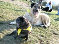 Cemil and Maggie Tripawds Large and Small