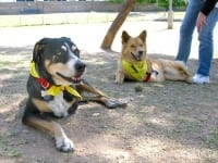 Chuy and Dixie at Arizona Tripawds Party
