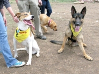 Colorado Springs Tripawds Party