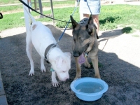 Longmont, CO Tripawds Party