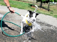 Longmont, CO Tripawds Party