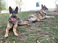 Wyatt Meets Senior Canine Cancer Hero Eisen