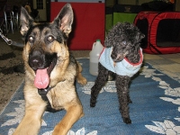 Wyatt Meets 17 yr. old James the Poodle