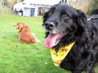 Sammy and Lincoln at 2 Million Dogs Puppy Up Walk