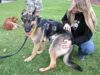 Wyatt leans on Lincoln's mom at Puppy Up Walk