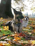 Three Legged Dogs Wyatt and Indi Meet in Portland