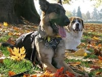 Three Legged Dogs Wyatt and Indi Meet in Portland