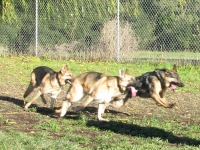 Codie Regulates Three Legged German Shepherd Pack