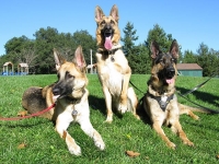 Tripawd GSDs Travis Codie Rae and Wyatt