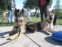 Tripawd German Shpherds Wyatt and Travis