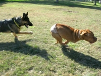 Wyatt Chases Rosie