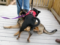 Ranger and Wyatt at Bullhead City Tripawds Party