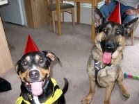 Ranger and Wyatt at Bullhead City Tripawds Party