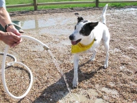 Lily Plays at Colorado Tripawds Party