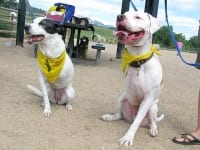 Lily and Cotton at Colorado Tripawds Party