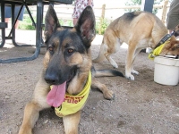 Spokespup Wyatt at Colorado Tripawds Party