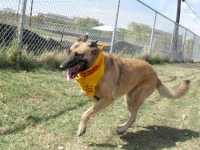 Three Legged German Shepherd Dog Lizzie Running