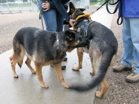 Tripawds Party in Golden, CO May 2012