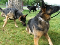 Tripawds Party in Golden, CO May 2012