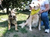 Wyatt and Boomer in Kansas City