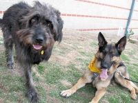 Disy and Wyatt at MSU Vet Teaching Hospital