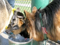 Tripawds Wedding Day Wyatt and Hannah