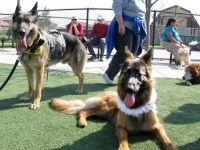 Tripawds Wedding Day Wyatt and Hannah