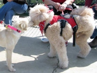 Tripawds Wedding Day Guest Rusty