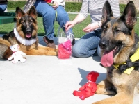 Tripawds Wedding Day Wyatt and Hannah